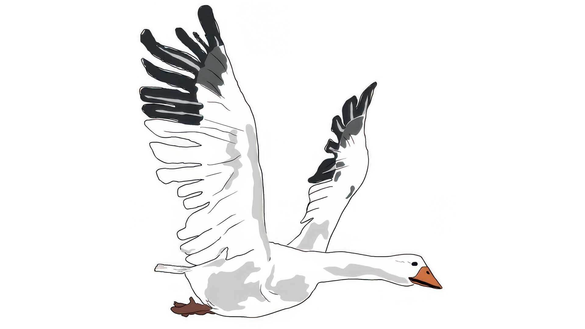 Illustration of a goose flying with wings spread wide, showing black and white feathers.